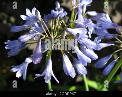 Nahaufnahme der blassblauen Blüten auf einem Kopf von Agapanthus in voller Blüte, auch bekannt als Nillilie oder Afrikanische Lilie. Stockfoto