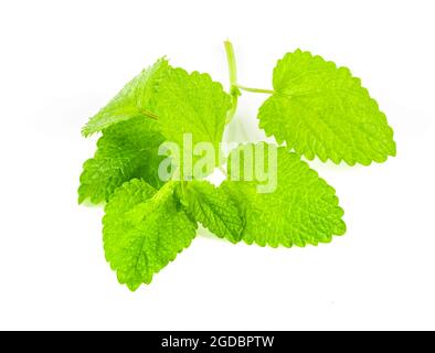 melisse mit Zitronengras isoliert. Frischer Zitronenmelisse auf weißem Hintergrund. Stockfoto