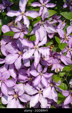 Clematis viticella in Blüte, violette Blüten, die im Juli in einem Garten in Großbritannien üppig blühen Stockfoto