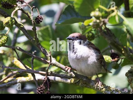 Baumsperling UK; ein erwachsener Eurasion-Baumsperling, Passer montanus, in einem Baum sitzend, Yorkshire, Großbritannien Stockfoto