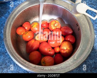 Reife Tomaten, die aus dem heimischen Garten geerntet werden, waschen unter fließendem Wasser in der Spüle der rustikalen Küche Stockfoto