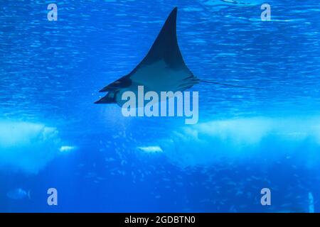 Teufelsfisch (Mobula mobular), auch bekannt als der riesige Teufelsrochen. Stockfoto