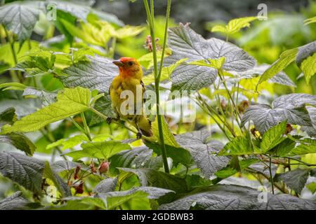 Männlicher westlicher Tanager (Piranga ludoviciana), der in einem Himbeerbusch (Rubus parviflorus) bei Sommersonne brüchig ist. Stockfoto