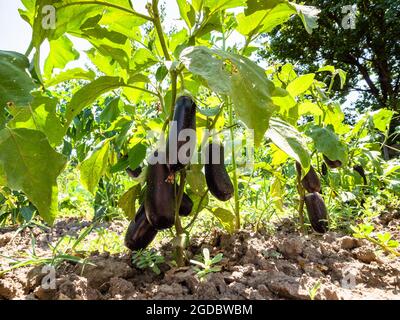 Reife Auberginen auf Büschen im heimischen Garten am sonnigen Sommertag Stockfoto
