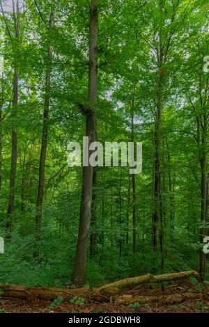 Entlang des Wanderweges Wasserfallsteig, Biosphärenreservat Schwäbische Alb, Baden-Württemberg, Süddeutschland, Europa Stockfoto