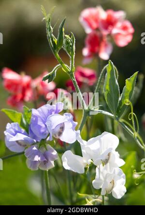 Süße Erbsen blühend, Lathyrus odoratus, Gartenblumen in verschiedenen Farben in Nahaufnahme, UK Stockfoto