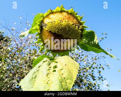 Sonnenblumenblüte mit Samen, die von Sperlingen im heimischen Garten an sonnigen Sommertagen gepeckt werden Stockfoto