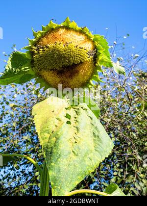 Sonnenblumenblume mit Samen, die von Vögeln im heimischen Garten an sonnigen Sommertagen gepeckt werden Stockfoto