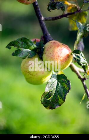Ein Obstgarten im Norden von Wales, in der Nähe von Caernarfon. Reife Apfelweinäpfel im Spätsommer. Grüne Landschaft und die Früchte der Natur. Ernte, Ernte. Stockfoto