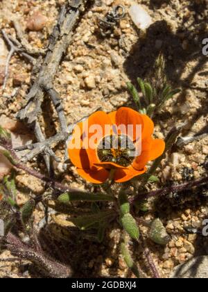 Ein Käfer Daisy, Gorteria Diffusa, benannt nach den aufgehobenen Flecken, die Käfer imitieren, an der Basis seiner Blütenblätter, im Namaqualand Südafrika Stockfoto