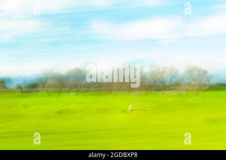 Landwirtschaftlicher Impressionismus Schafe weiden auf dem Feld mit Bäumen in Reihe genommen mit absichtlichen Kamerabewegungen während der Beschleunigung by.1 Stockfoto