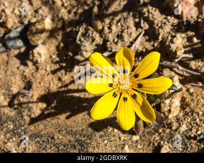 Eine Nahaufnahme einer einzigen gelben Gazania, Gazania lichtensteinii, blüht im kargen Namaqualand Südafrikas Stockfoto