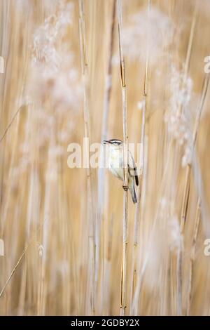 Brandon, Warwickshire, Großbritannien, 2. Mai 2019: Ein Singing Sedge Warbler (Acrocephalus schoenobaenus) klammert sich im Brandon Marsh Nature Reserve an einen Schilfstamm. Stockfoto