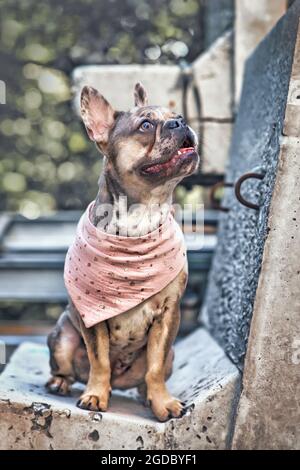 Merle farbige französische Bulldogge in rosa Halstuch Stockfoto