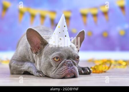 Französische Bulldogge mit Partyhut vor goldener Girlande auf blauem Hintergrund Stockfoto