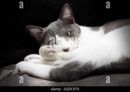 Eine schöne grau-weiße Katze, die auf einem Sofa mit schwarzem Hintergrund liegt Stockfoto