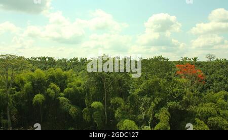 Panoramablick auf einen tropischen Wald zwischen den Anden-Gebirgsketten. Grüne Dschungellandschaft. Sierra Nevada National Park von Santa Marta. Kolumbien Stockfoto