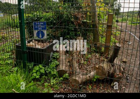 Wendover, Buckinghamshire, Großbritannien. August 2021. Baumglieder von Bäumen, die von HS2 auf den Boden geworfen wurden, auf der Road Barn Farm. Quelle: Maureen McLean/Alamy Stockfoto