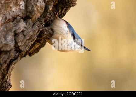 Schöner kleiner singvögel, Eurasischer Nuthatch (Sitta europaea), der auf einem Baumstamm in estnischer Natur klettert Stockfoto