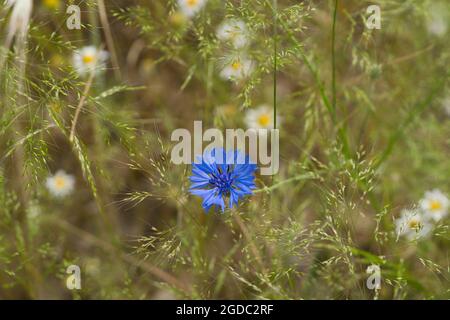 Schöne blaue Kornblume mit verschwommener Camomillenblume im Hintergrund, Sommerwiese Stockfoto