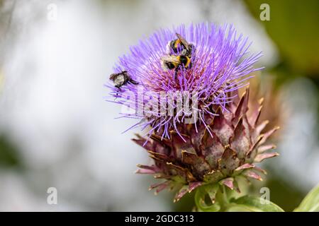 Nahaufnahme eines Blütenkopfes aus einer violetten Artischocke mit Distelblüten und Bienen, die Pollen sammeln Stockfoto