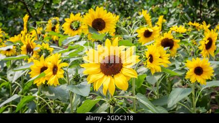 Nahaufnahme von leuchtenden Sonnenblumen in voller Blüte Stockfoto