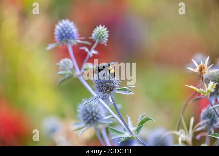 Wespe thronte auf dem Kopf der purpurnen Seestöckchenblume und sammelte Pollen Stockfoto