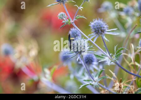 Wespe thronte auf dem Kopf der purpurnen Seestöckchenblume und sammelte Pollen Stockfoto