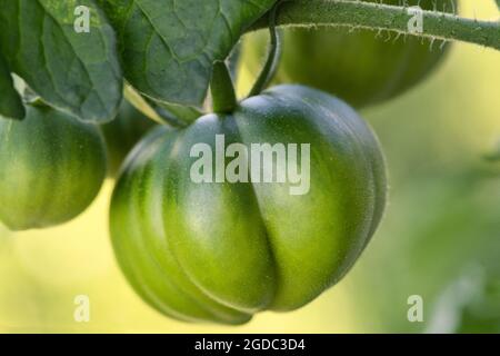 Die grünen Tomaten sind noch jung und wachsen immer noch Stockfoto