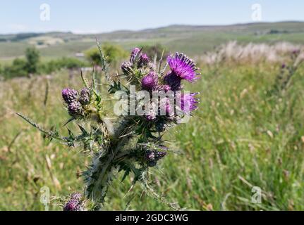 Thistle wächst auf rauem Grasland in Selside, Ribblesdale, North Yorkshire, Großbritannien Stockfoto