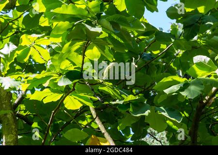 Japanischer Gurkenbaum Magnolia obovata Thunb in Sarvar arboretum, Sarvar, Ungarn Stockfoto