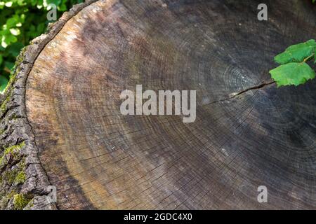 Ca. 100 Jahre alte gemeine Eiche Quercus robur Querschnitt Sarvar arboretum, Sarvar, Ungarn Stockfoto