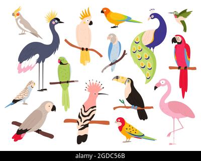 Flache Papageien und tropische Dschungelvögel fliegen und sitzen. Ara, Sittich, Ara und kolumbien exotischen Papagei. Toucan- und emu-Vogelvektor-Set Stock Vektor