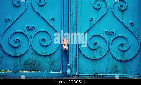 Die Katze guckt aus einer blauen Tür. Stockfoto