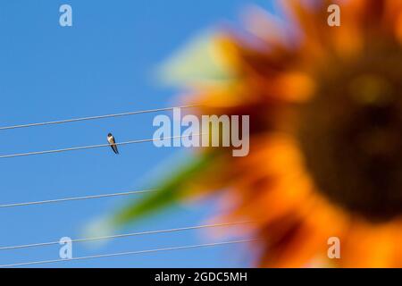 Stallschwalbe sitzt auf elektrischem Draht mit gemeiner Sonnenblume im Vordergrund verschwommen Stockfoto