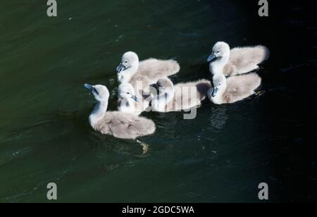 Gruppe von Sygnets Stockfoto