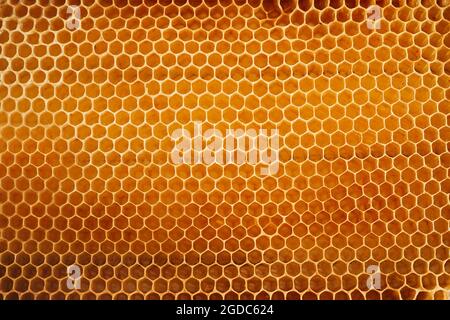 Hintergrundtextur eines Abschnitts aus Wachswaben aus einem Bienenstock, der mit goldenem Honig gefüllt ist Stockfoto