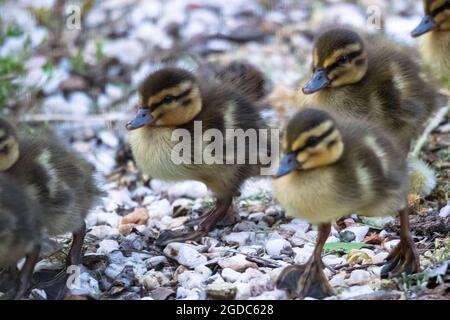 Ein Porträt von einigen kleinen Enten, die in einer Gruppe auf einem Steinkies-Pfad spazieren. Die Küken sind gelb und braun und haben immer noch pelzige Federn. Stockfoto