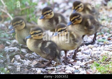 Ein Porträt von einigen kleinen Enten, die in einer Gruppe auf einem Steinkies-Pfad spazieren. Die Küken sind gelb und braun und haben immer noch pelzige Federn. Stockfoto