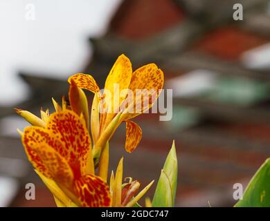 Nahaufnahme einer schönen gelben Canna Lily, indische Aufnahme (Canna indica) in der Frühsommerblüte Stockfoto