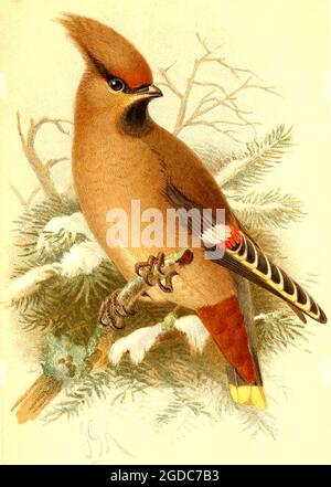 John Gerrard Keulemans (Johannes Gerardus Keulemans) - Vintage British Bird Illustration - Waxwing - Ampelis garrulis - Bombycilla garrulus - Stockfoto