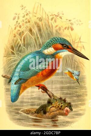 John Gerrard Keulemans (Johannes Gerardus Keulemans) - Vintage British Bird Illustration - Eisvögel - Alcedo ispida Stockfoto