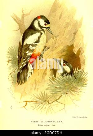 Vintage British Bird Illustration von Archibald Thorburn - Rattenspecht - Picus Major - Dendrocopos Major - Great Spotted Woodpecker. Stockfoto