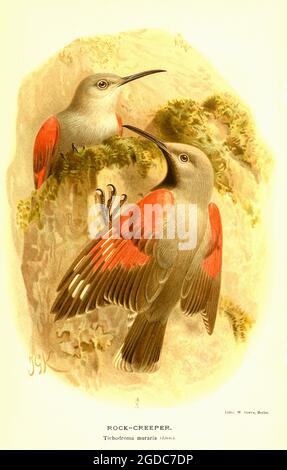 John Gerrard Keulemans (Johannes Gerardus Keulemans) - Vintage British Bird Illustration - Rock Creeper - Tichodroma muraria Stockfoto