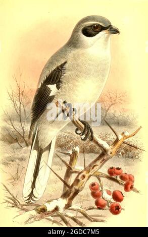 John Gerrard Keulemans (Johannes Gerardus Keulemans) - Vintage British Bird Illustration - Great Grey Shrike - Lanius Ecubitor. Stockfoto