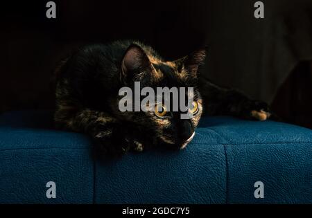 Eine schwarze Katze mit roten Flecken liegt auf einem blauen Sofa Stockfoto