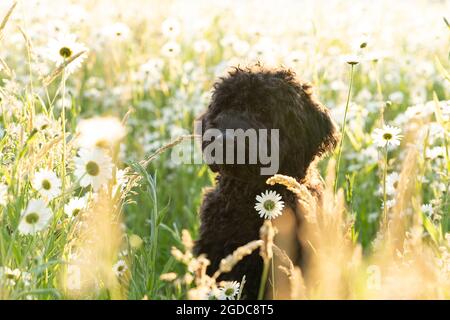 Junger brauner Labradoodle-Welpe in einem sonnigen Feld von Gänseblümchen Stockfoto