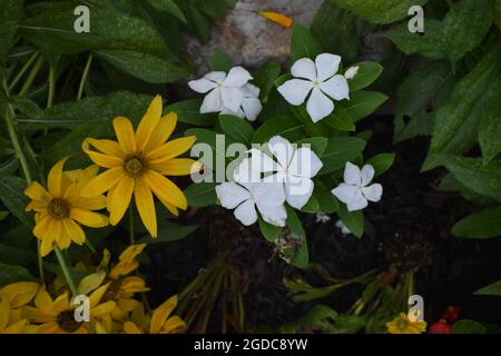gelbe Blumen im Garten Stockfoto