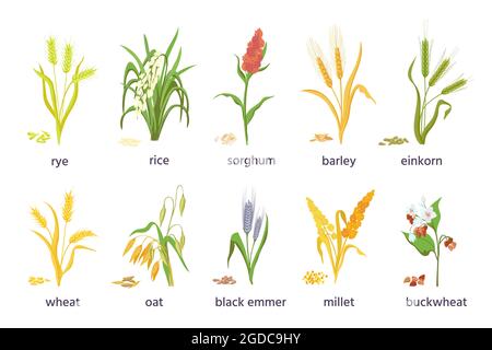 Getreide, landwirtschaftliche Pflanzen, Erntespitzen, Ohren und Getreide. Hirse, Weizen, Sorghum, Reis, Gerste und Haferspikeletts und Saatvektorset Stock Vektor