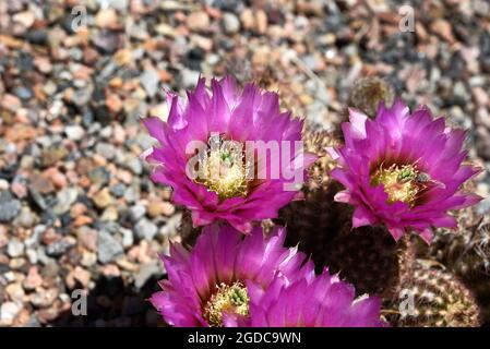 Ein Igelkaktus blüht in einem Hinterhofgarten in Santa Fe, New Mexico. Stockfoto